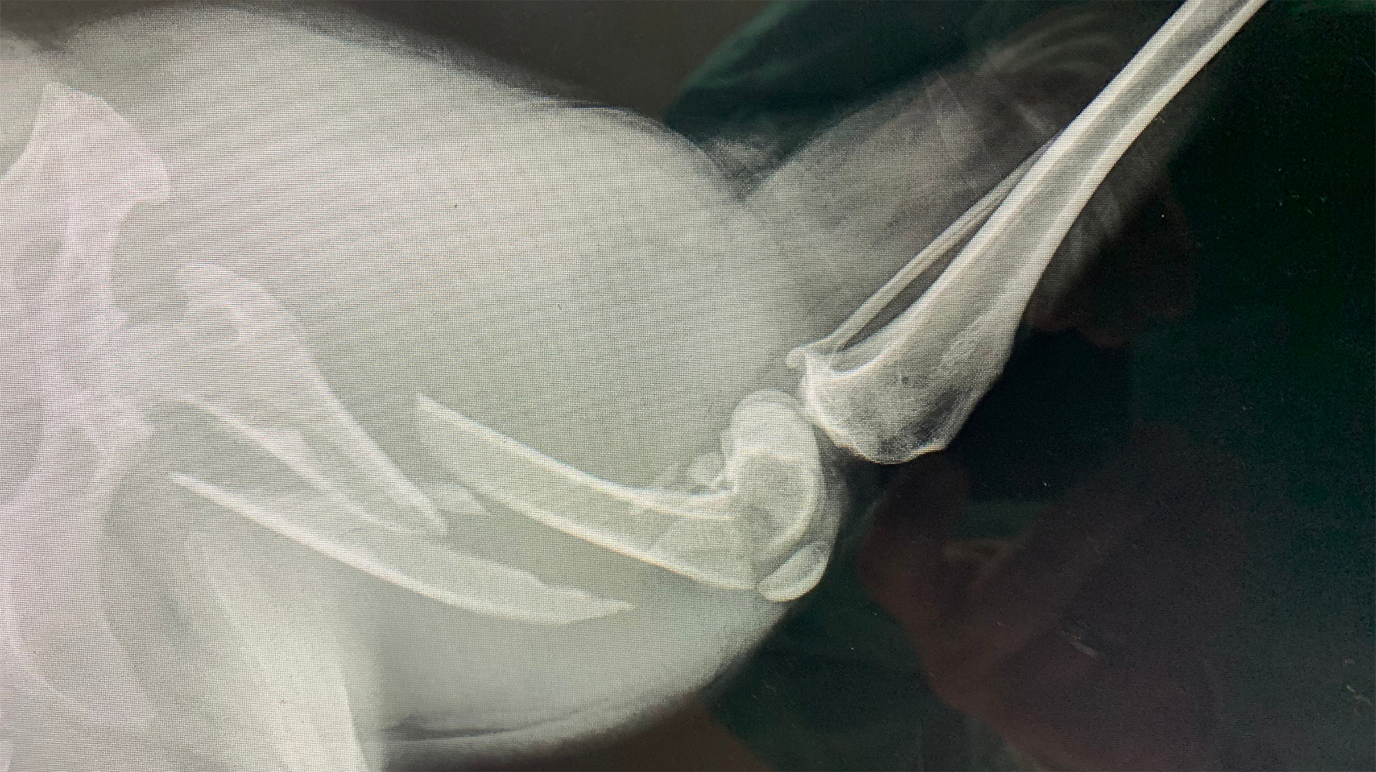 Chevy the dog's broken leg x-ray