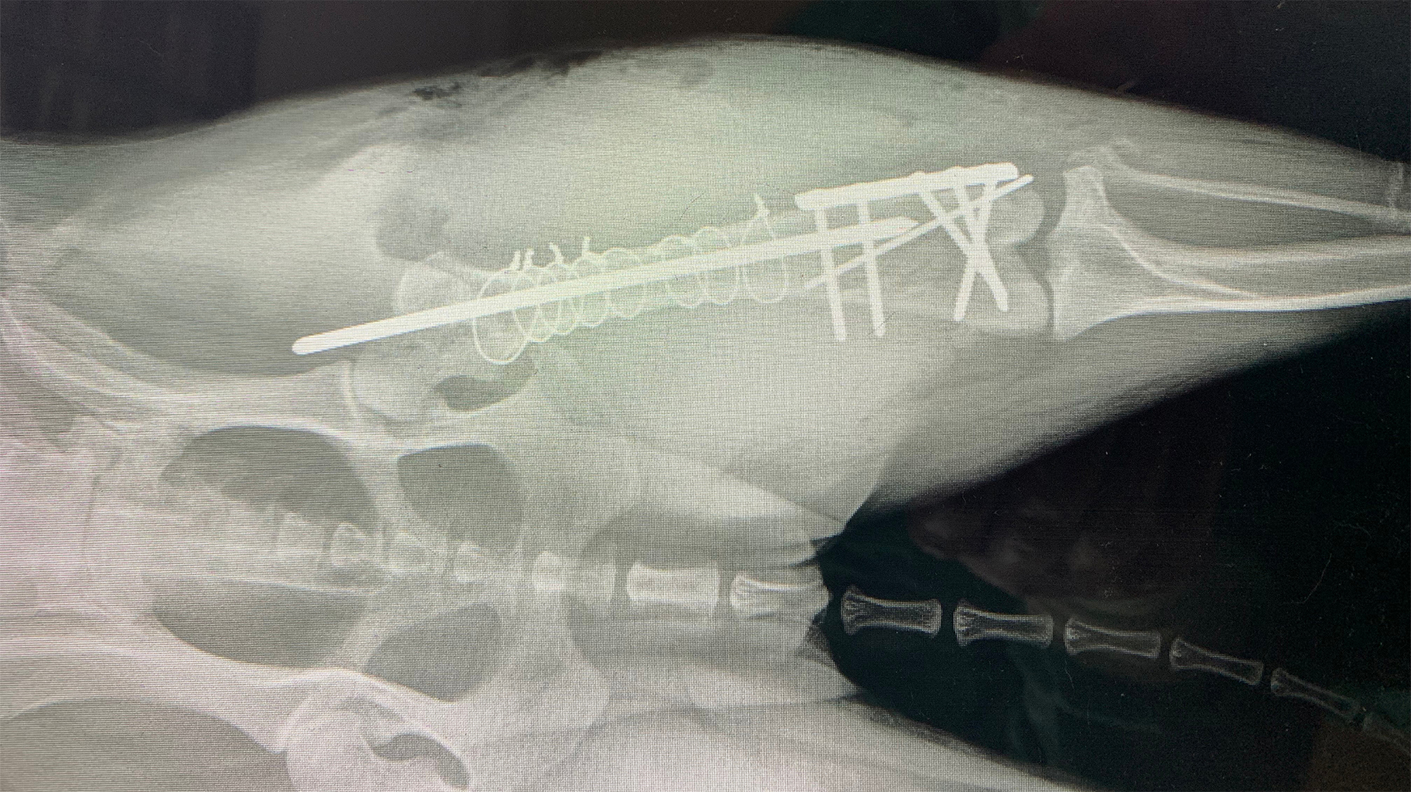 Chevy the dog's repaired leg x-ray