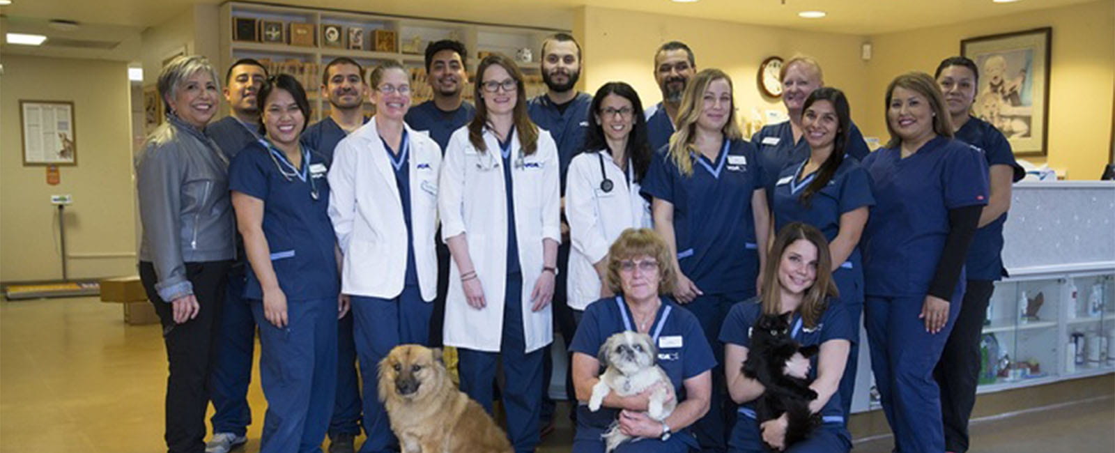Veterinarians in Salinas, CA VCA All Pets Animal Hospital Salinas