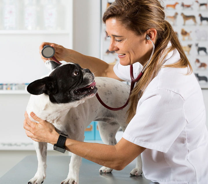 Veterinarians In New York, NY | Manhattan Veterinary Group