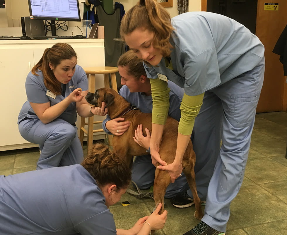 VCA Wakefield Animal Hospital Staff Page