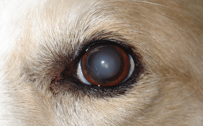 Lenticular Sclerosis In Dogs Vca Animal Hospitals