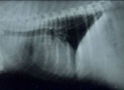 radiographs_and_your_dog-2_2009