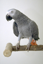 african_grey_parrots-2