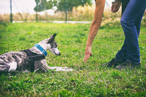 Dog Trainer