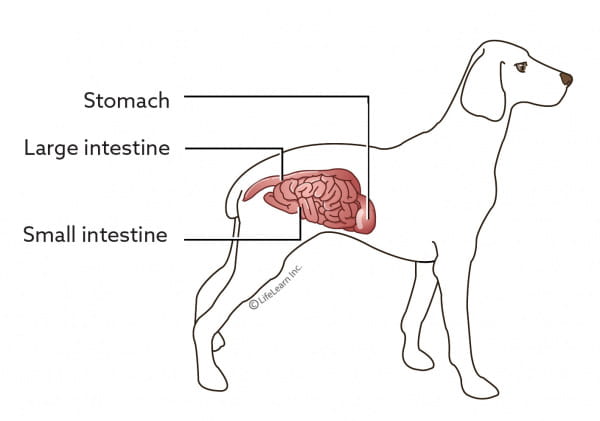 Nutrition And Dogs With Colitis Vca Animal Hospitals