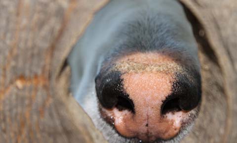 picture of a dog nose poking through a fence