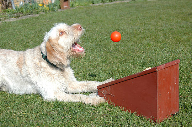 Dog Sports - Flyball 