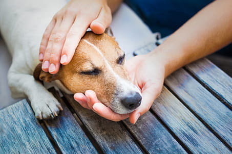 Giving Your Dog A Thorough Home Check Up Vca Animal Hospitals