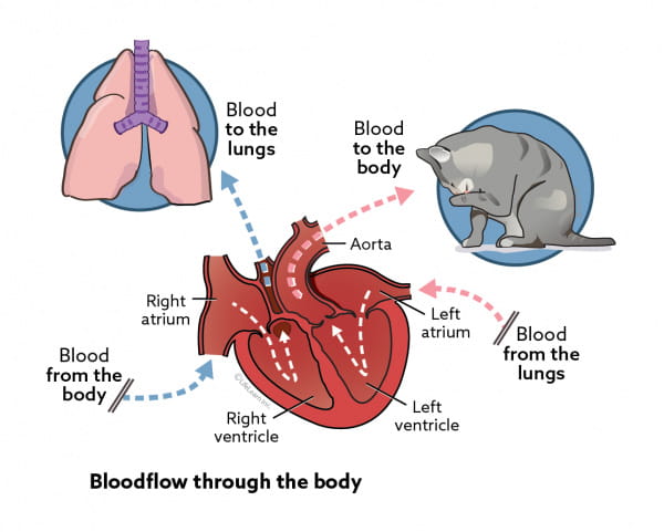 Chronic Degenerative Valve Disease In Dogs In Depth Vca Animal Hospitals