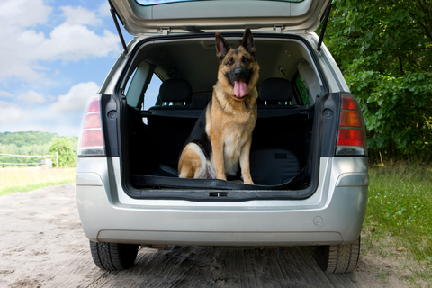 air_and_car_travel_in_dogs__behavior_and_training_3