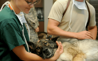 Vitamin A Toxicosis In Dogs Vca Animal Hospitals