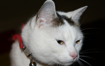 Blood Transfusion Reactions in Cats