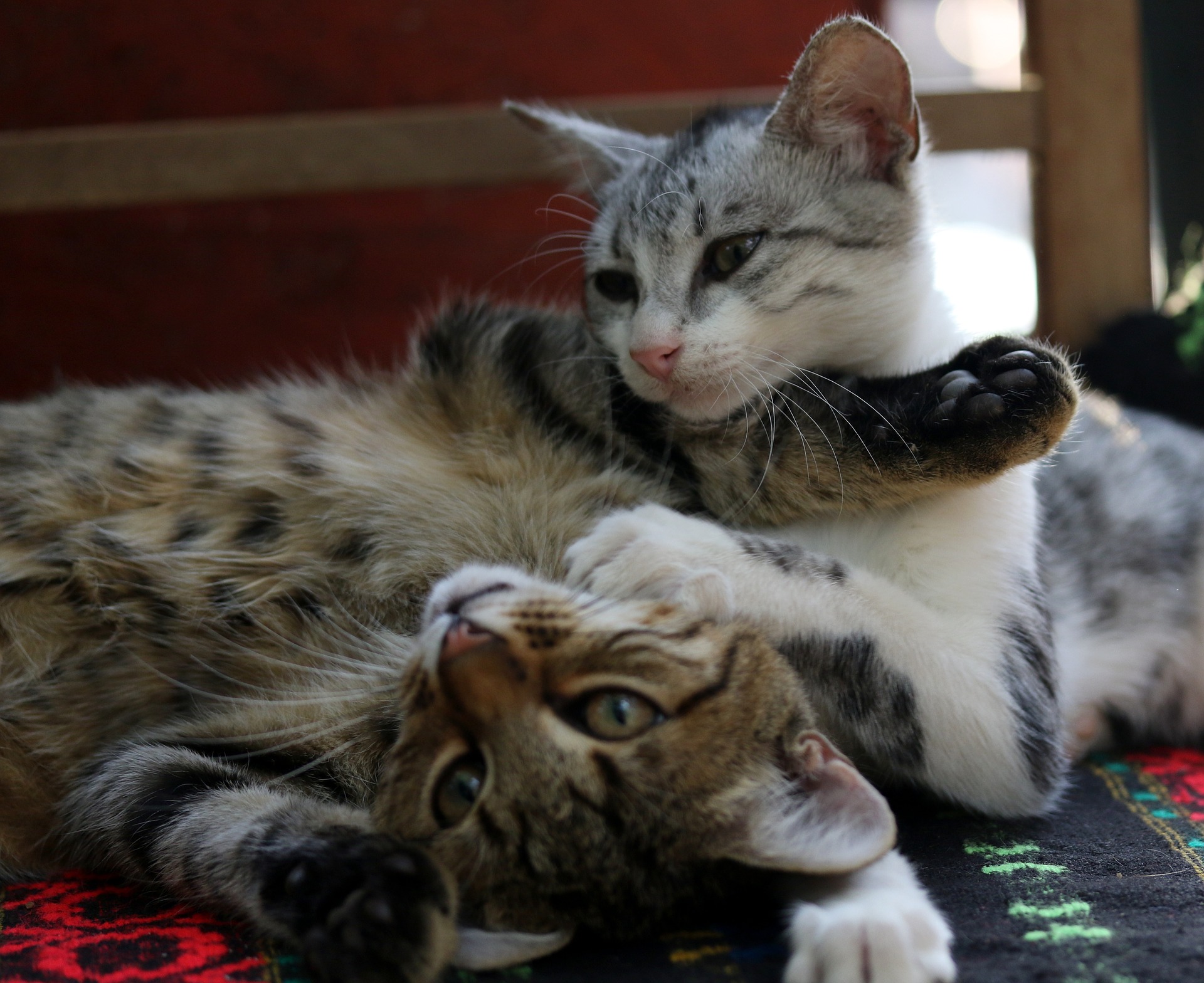 Cat Adoption: Bonded Pairs