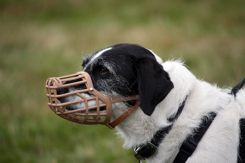 training_products_for_dogs_muzzle_training_2