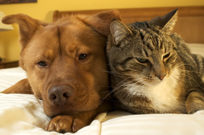 cognitive_dysfunction_in_dogs_and_cats_2