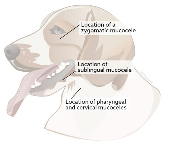 Salivary Mucocele Vca Animal Hospitals