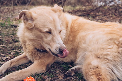 Trichobezoars In Dogs Vca Animal Hospitals