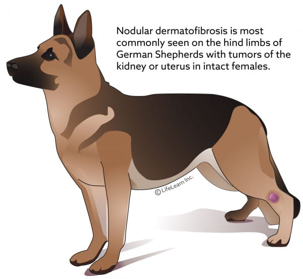 Fibrous Tumors Benign And Hamartomas Vca Animal Hospitals