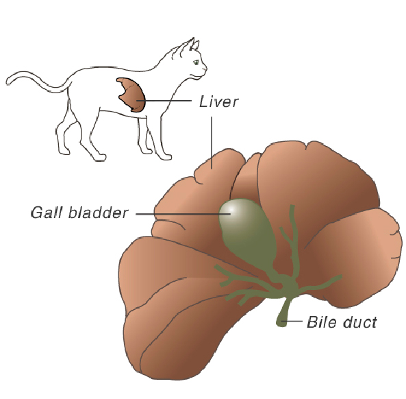 liver_diseases_in_cats-1