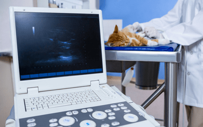 ecografia_cat