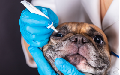 Applying Eye Ointments To Dogs Vca Animal Hospitals