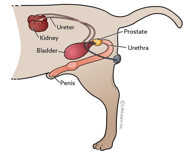 Urine Protein Vca Animal Hospitals