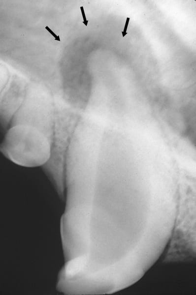 Tooth Root Abscess In Dogs Vca Animal Hospitals