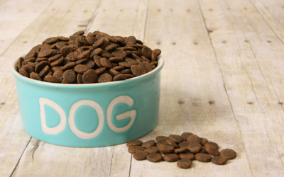 dog_food_pregnancy_in_dogs