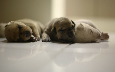 birth_to_weaning_puppies