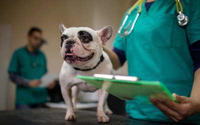 Wellness Examination In Dogs | VCA Animal Hospitals
