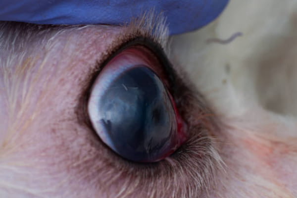 Corneal Ulcers In Dogs Vca Animal Hospitals