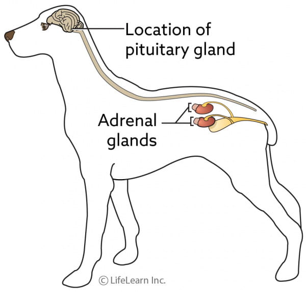 Pituitary Tumors Vca Animal Hospitals