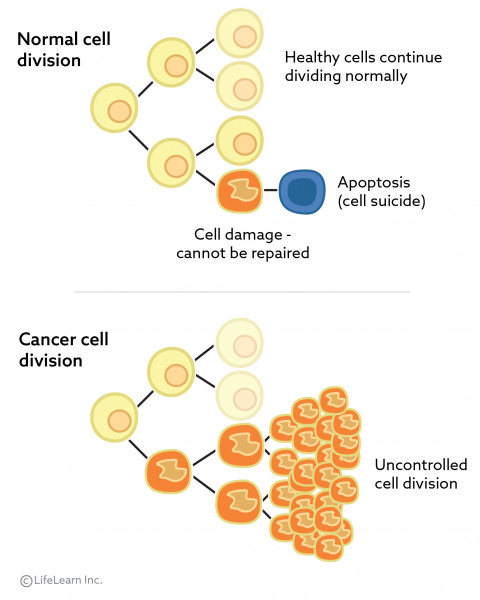 cancer_cell_division_2018-01