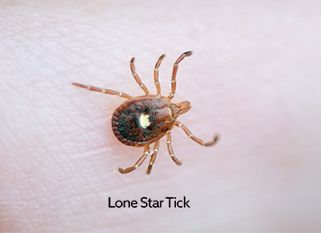 lone_star_ticks