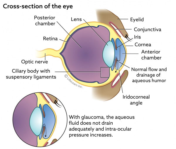 Glaucoma In Dogs Vca Animal Hospitals