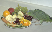 amazon_parrots-feeding-1
