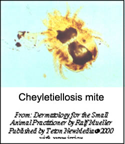cheyletiellosis-1-2009