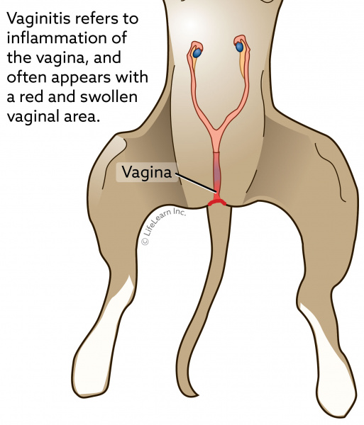dog_f_vaginitis_ventral_view_2018-01