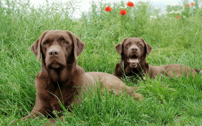 Pruritus Itching And Scratching In Dogs Vca Animal Hospitals