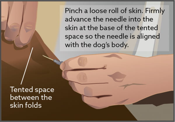 Subcutaneous Fluid Administration In Dogs Vca Animal Hospitals