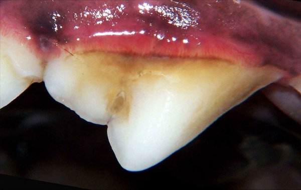 Moderate stomatitis in a Carin Terrier
