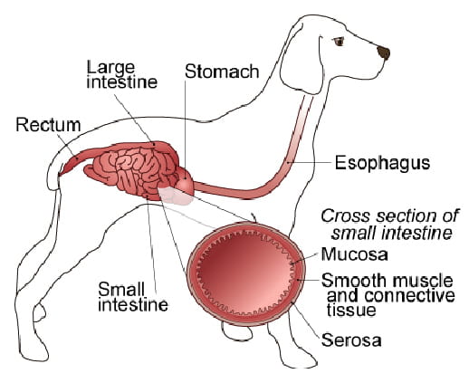 Digestive Tract Muscle Tumors Vca Animal Hospitals