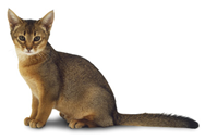Abyssinian cat breed picture
