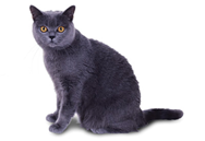 Chartreux cat breed picture