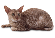 Cornish Rex cat breed picture