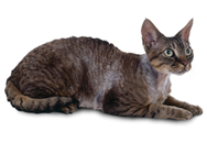 Devon Rex cat breed picture