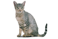 Egyptian Mau cat breed picture