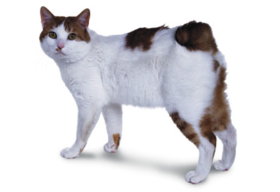 Japanese Bobtail cat breed picture