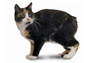 Manx cat breed picture